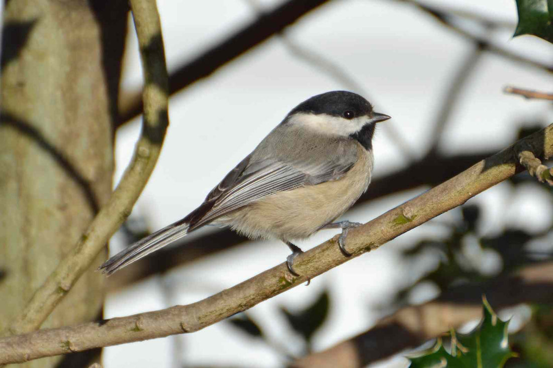 Plant selection to attract birds to your planter