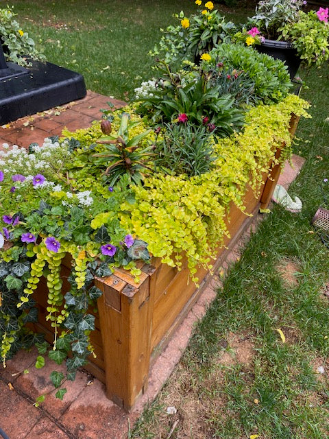 Cedar Planter 60" x 24" (LxW)