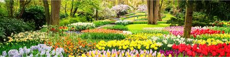 Planting Bulbs in Spring: A Guide for Canadian Gardeners