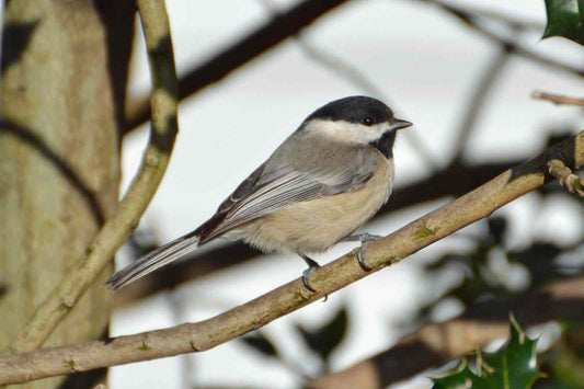 Plant selection to attract birds to your planter
