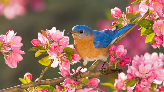 Planning Your Garden for Spring Ontario