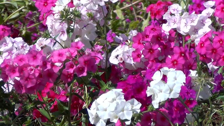 Annual or Perennial??