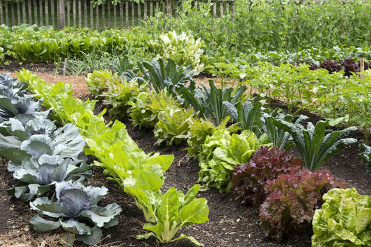 Grow the Best Vegetables This Spring!