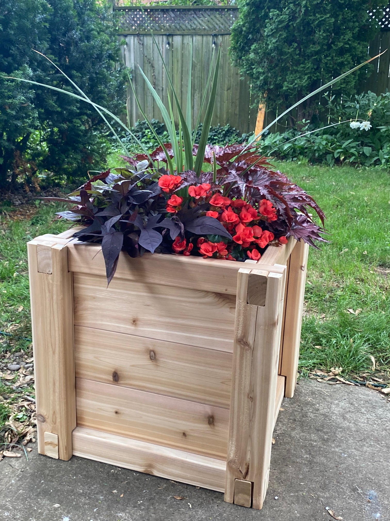 A square wooden planter box filled with red flowers and dark purple foliage, photographed outdoors on a concrete surface with grass and garden plants in the background.